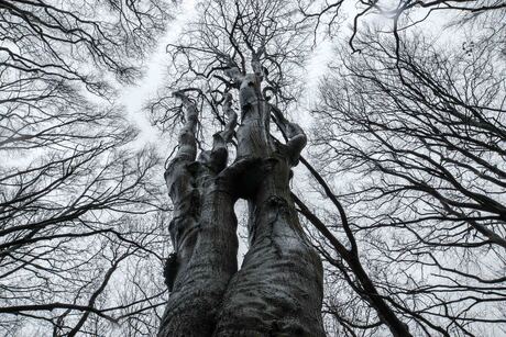 Oostvoorne boom4 (1 van 1)