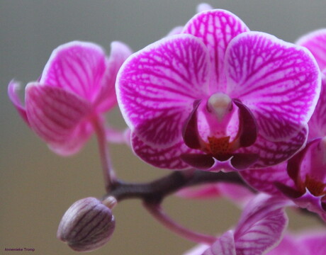 paarse orchidee