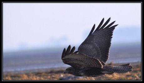 buizerd in de vlucht