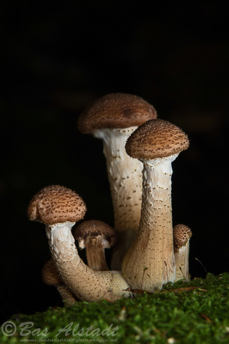 Paddestoeltjes in de hoogte