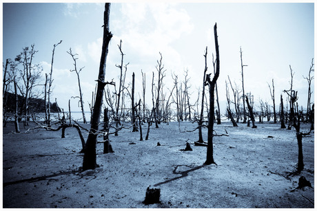 Mysterieus mangrovebos