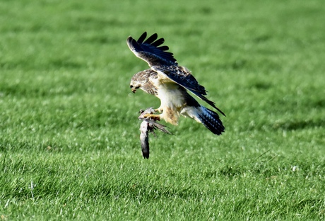 Buizerd..