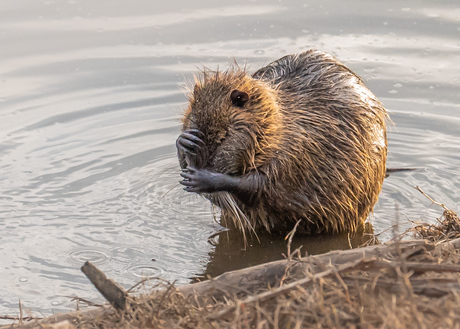 Beverrat. Lekker wassen.