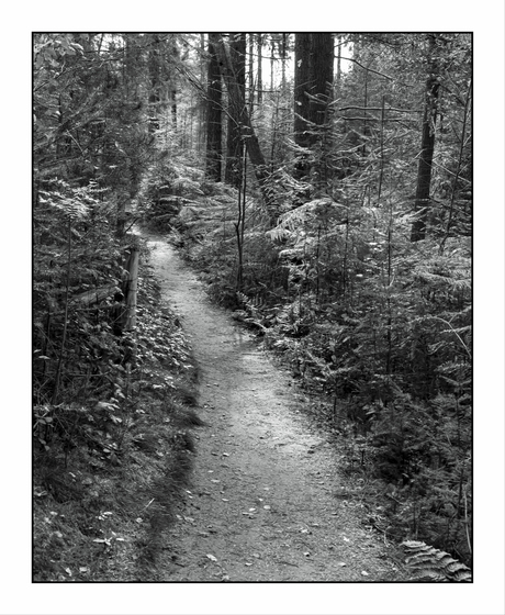 bospad Lage Vuursche