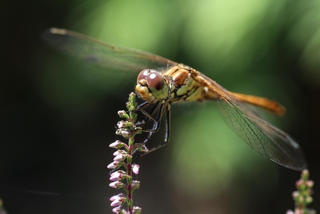 Libelle op bloem