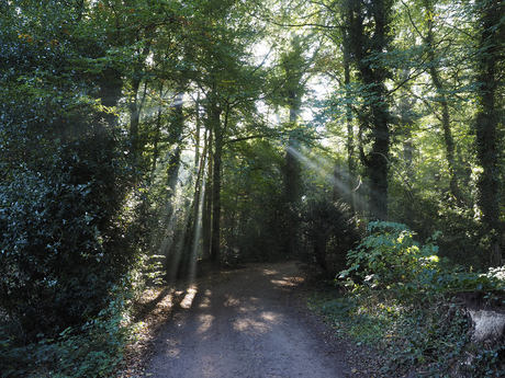 Ochtendwandeling