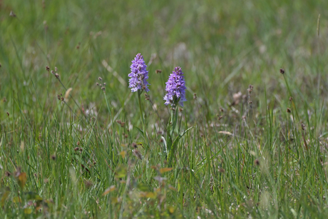 De Gevlekte orchis - Dactylorhiza maculata 