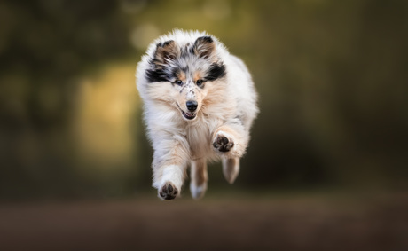 Jump for joy