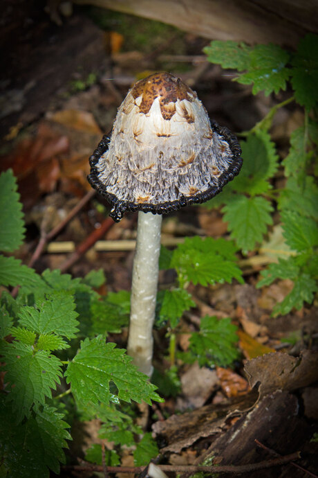 Herfstbos-Almere-2012-(1).jpg