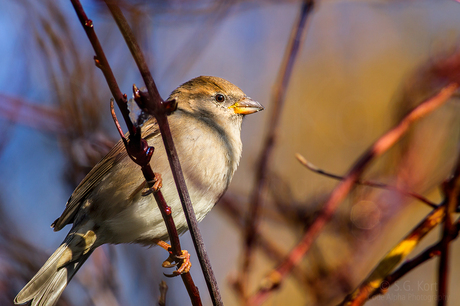 Vink