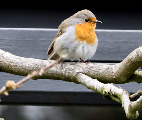 Roodborst op stok