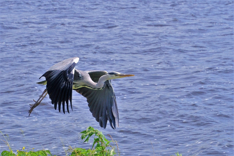 Reiger