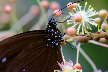 Makro vlinder en bloem.jpg