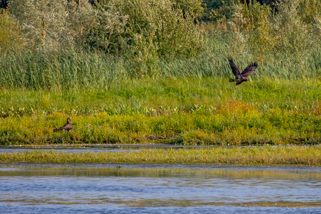 Jonge zeearenden in de Biesbosch