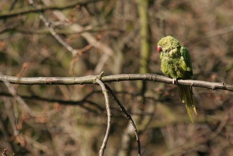 Wilde parkiet