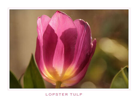 Lopster Tulp