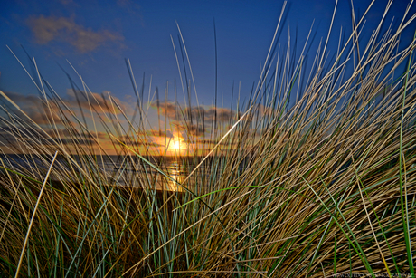 Beach-grass by sunset