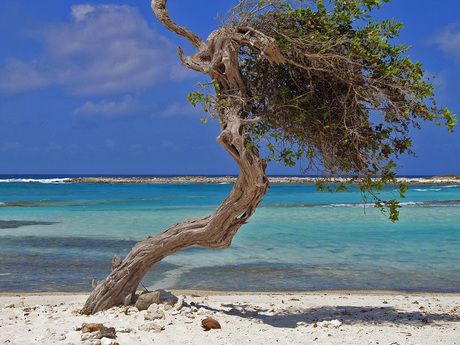 Aruba, Babybeach