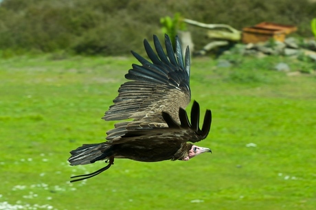 Vogelshow Beekse Bergen