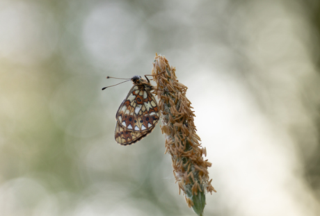 Boloria selene