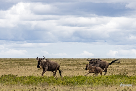 Serengeti