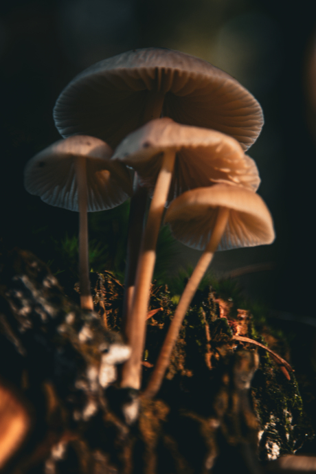 Dreamy mushroom