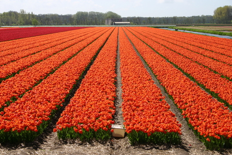 Landschap in kleur