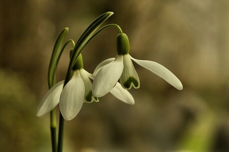 lente in aantocht