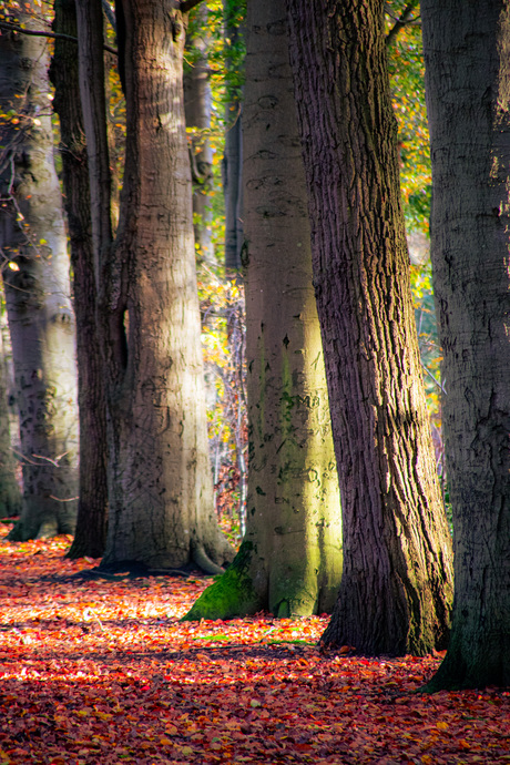 Herfst