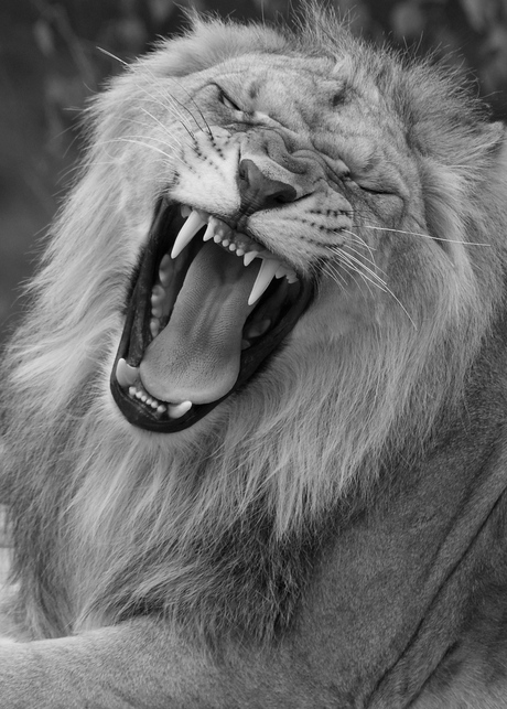 nothing beats a lion!