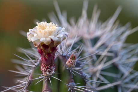 Cactusbloem