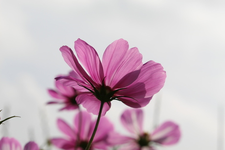 Roze Cosmea