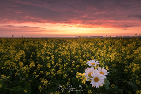 Summer flowers