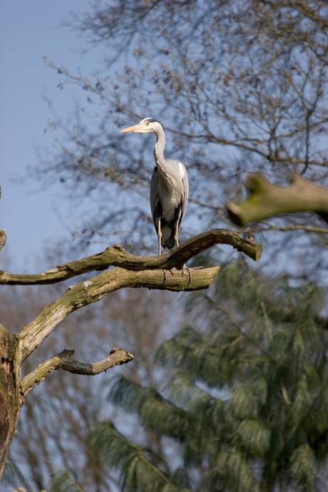Reiger