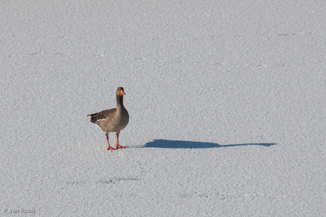 grauwe gans