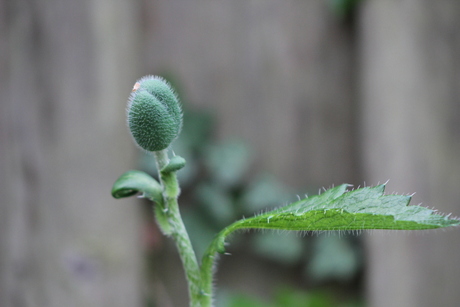 Papaver knop