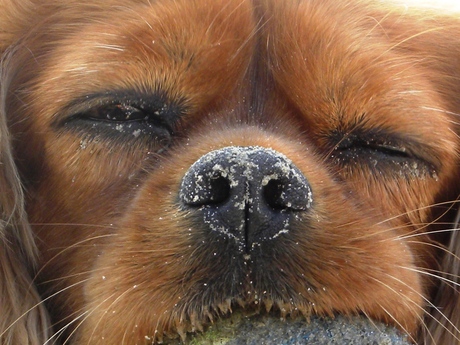 Cavalier King Charles Spaniel