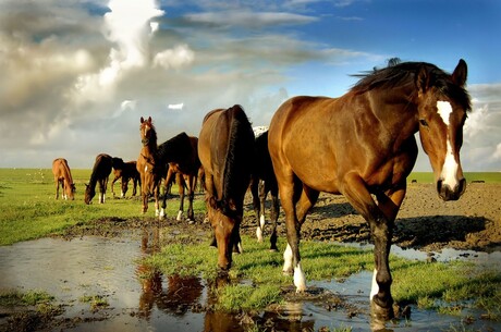 Buitendijkse paarden