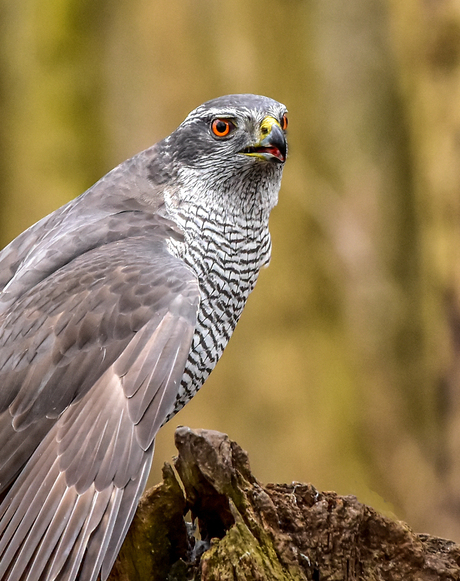 Accipiter gentilis