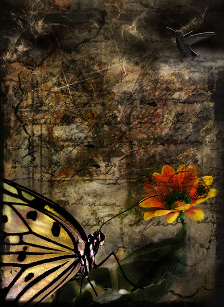 Butterfly