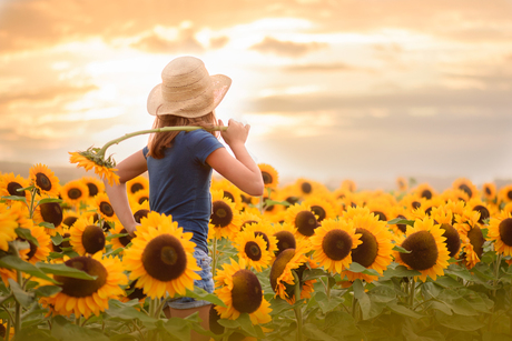 het meisje in de zonnebloemen