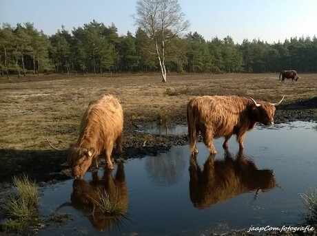 Schotse Higlanders