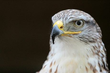 Konings buizerd