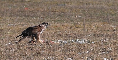 Buizerd