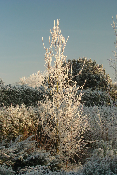 Boom in sneeuw