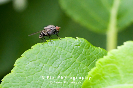 Poging tot macro - - - foto door Svekke84 op 02-06-2018 - deze foto bevat: vlieg