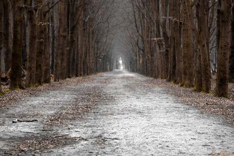 Black and white colour forest