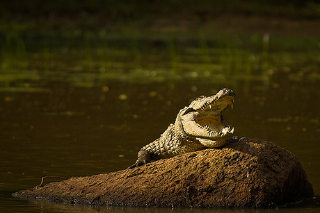 Krokodil warming up