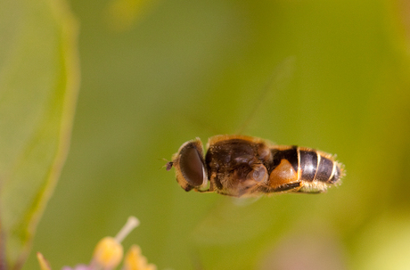 in de vlucht