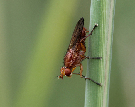 Slakkendoder - Tetanocera elata